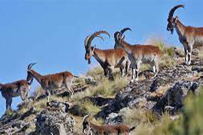 4 Day Adventure Tour in Simien Mountains - Authentic Encounters with Endemic Wildlife and Ethiopian Culture