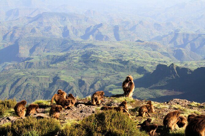 4 Day Adventure Tour in Simien Mountains - FAQ
