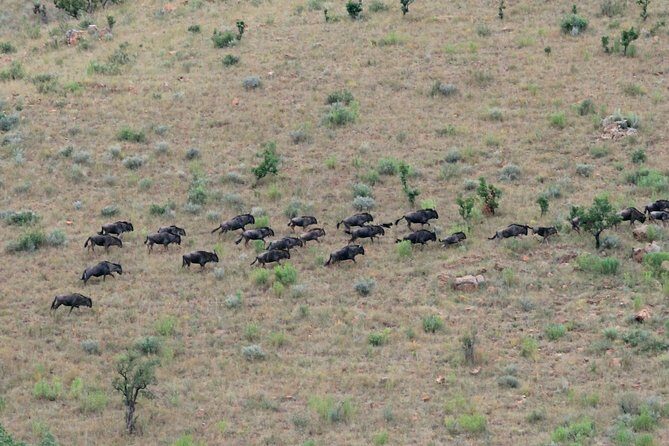 4 Day All Incl. Private Kruger Park Safari and Transfer From Nelspruit - Key Points