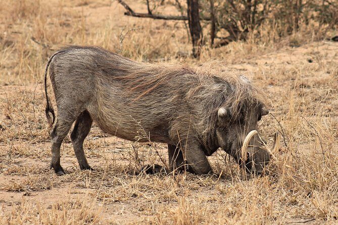 4 Day All Incl. Private Kruger Park Safari and Transfer From Nelspruit - Transportation, Timing, and Group Size