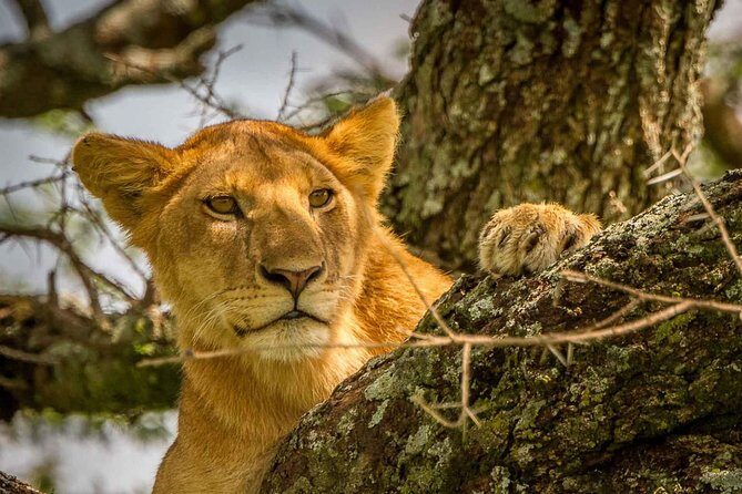 4 Day: Astonishing Group Safari - An In-Depth Look at the Itinerary
