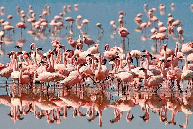 4 Day: Astonishing Group Safari - Who Should Consider This Tour?