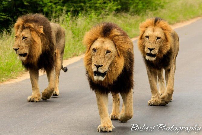 4 Day Bubezi Classic Safari & Panoramic Tour - A Close-Up Look at the 4 Day Bubezi Classic Safari & Panoramic Tour