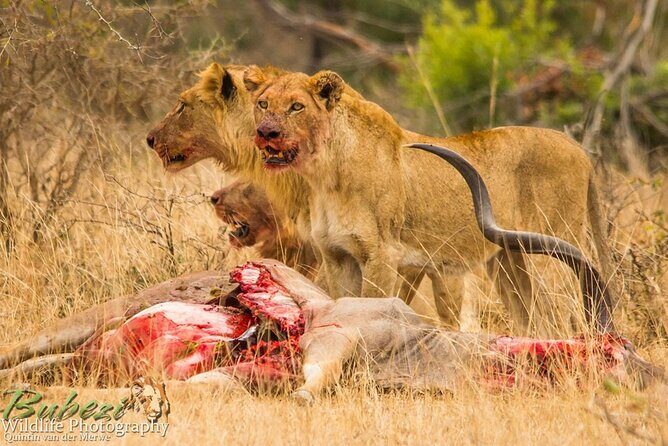 4 Day Bubezi Classic Safari & Panoramic Tour - Who Will Love This Tour?