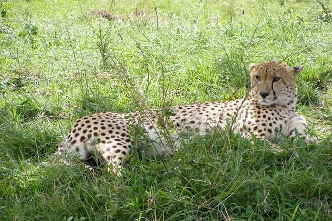 4-Day Budget Camping Safari: Masai Mara & Lake Nakuru - Final Thoughts: Who Should Join?