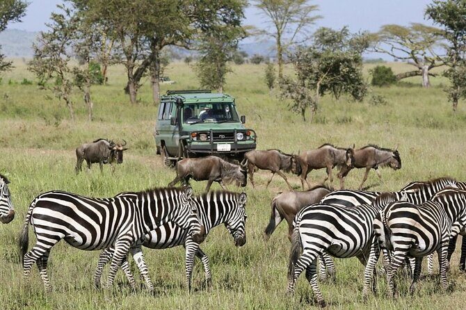 4-Day Budget Tarangire, Serengeti, Ngorongoro Safari Guided Tour - FAQs