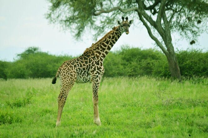 4-Day Camping on the Big Five Private Safari - The Itinerary in Detail