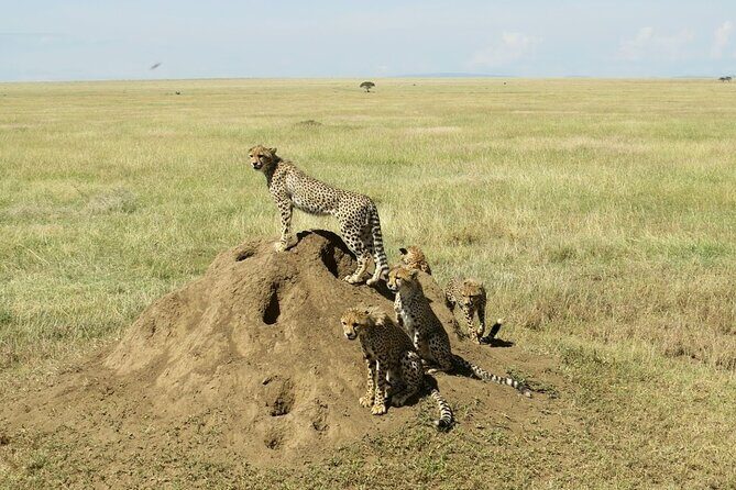 4-Day Camping on the Big Five Private Safari - Authentic Experiences from Past Travelers
