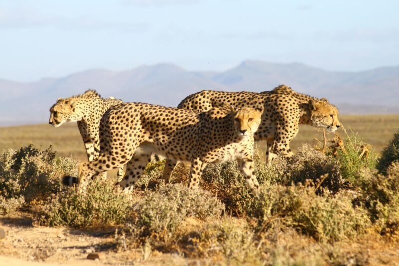 4 Day Cape Town Essential Tour & Big 5 Safari At Inverdoorn - Exploring the Highlights of the 4-Day Tour