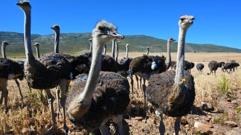 4 Day Cape Town Essential Tour & Big 5 Safari At Inverdoorn - Final Thoughts
