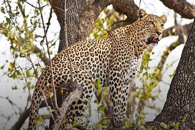 4 Day Chobe Safari Park and Victoria Falls Combo - Key Points
