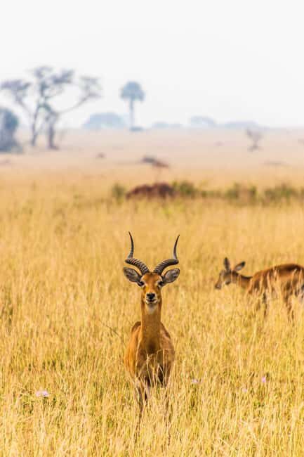 4-Day Classic Wildlife & Cultural - Key Points