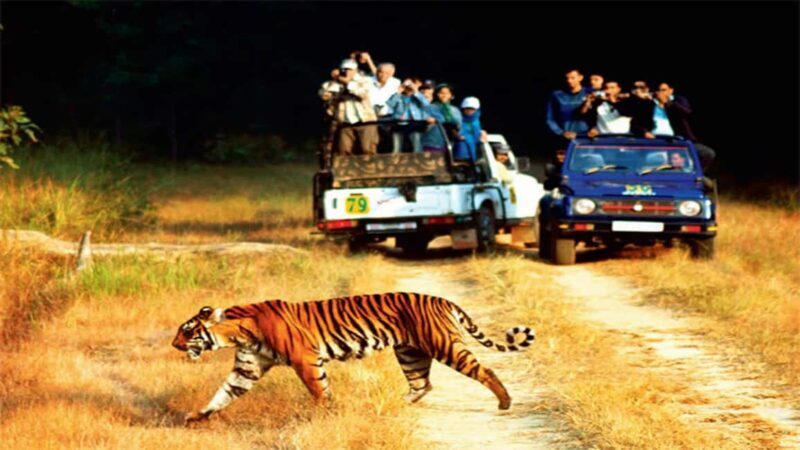 4-Day Delhi to Jaipur, Ranthambore & Sariska Safari Journey - Key Points