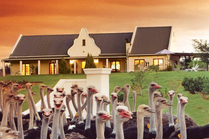 4 Day Garden Route Meander Safari Tour with Private Transfers - An Introduction to the Garden Route Safari Tour