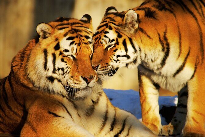 4 Day Golden Triangle Tour With Ranthambore Tiger Safari India - Analyzing the Experience: What You Can Expect