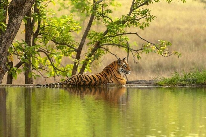 4 Day Golden Triangle Tour With Ranthambore Tiger Safari India - Who Is This Tour Best Suited For?