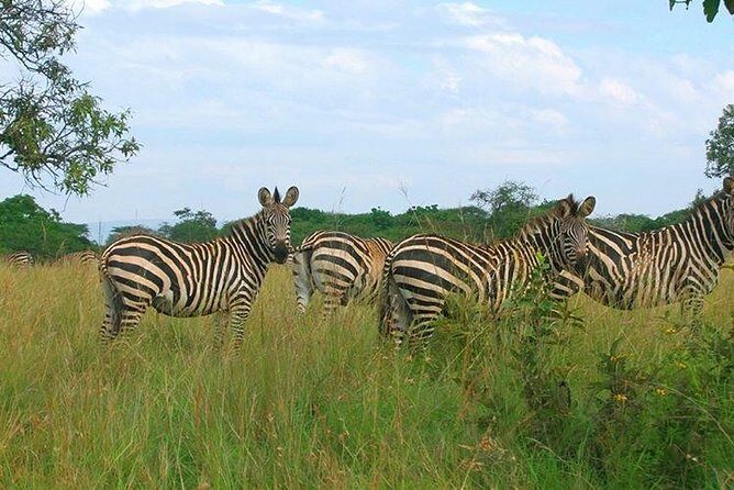 4 Day Gorilla and Wildlife Safari in Uganda - Final Words