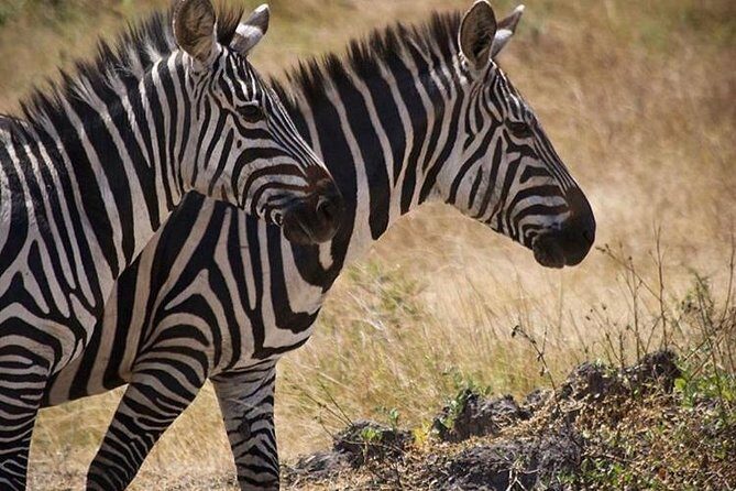 4 Day Gorilla and Wildlife Safari in Uganda - FAQ