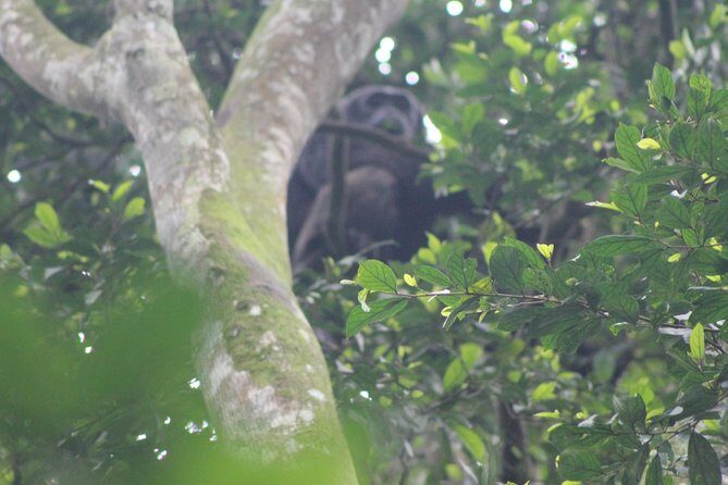 4 Day Gorilla Trekking & Golden Monkeys - Authentic Encounters and Expert Guides