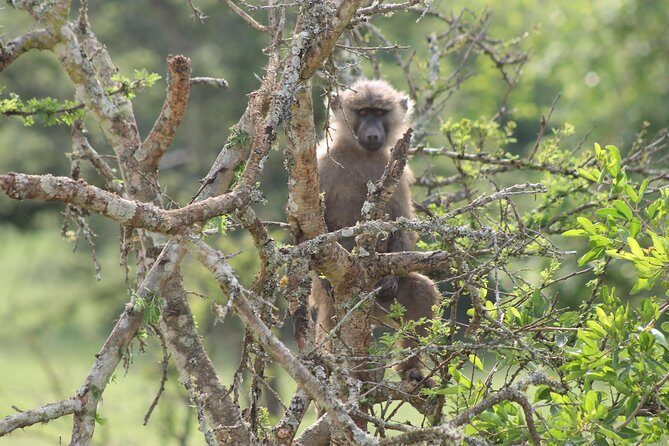 4 Day Gorilla Trekking & Golden Monkeys - FAQs