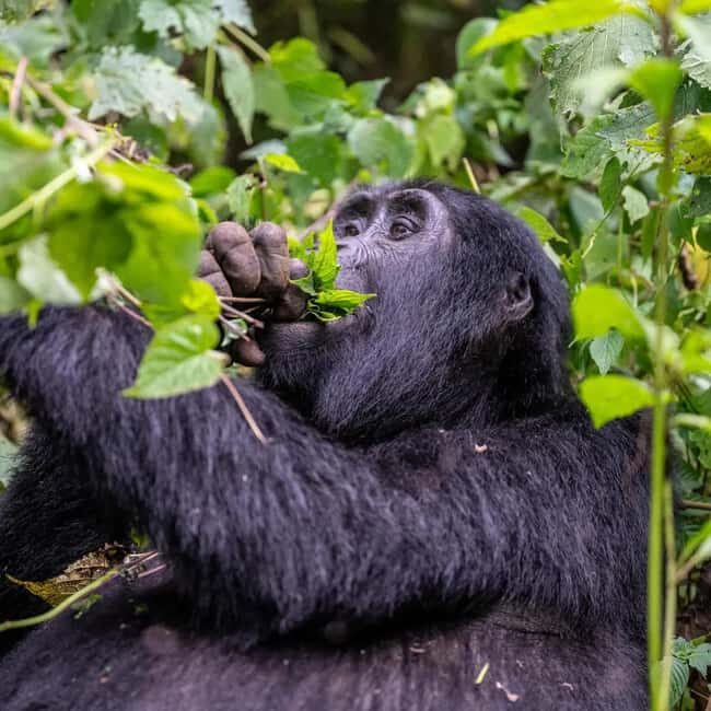 4-Day Gorillas and Golden Monkeys Safari Rwanda to Uganda - Key Points