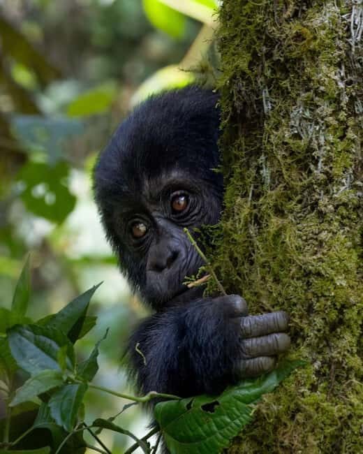 4-Day Gorillas and Golden Monkeys Safari Rwanda to Uganda - An In-Depth Look at This Unique Safari