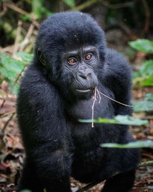 4-Day Gorillas and Golden Monkeys Safari Rwanda to Uganda - Final Thoughts: Who’s This Safari For?