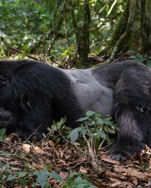 4-Day Gorillas and Golden Monkeys Safari Rwanda to Uganda - FAQs