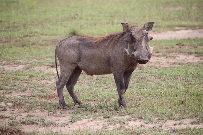 4-Day Gorillas, Wildlife and Chimpanzee Trek at Kalinzu Forest - 4-Day Gorillas, Wildlife and Chimpanzee Trek at Kalinzu Forest: A Thorough Look