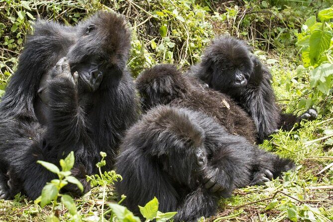 4-Day Gorillas, Wildlife and Chimpanzee Trek at Kalinzu Forest - Key Points