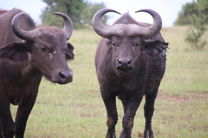 4-Day Gorillas, Wildlife and Chimpanzee Trek at Kalinzu Forest - What Sets This Tour Apart