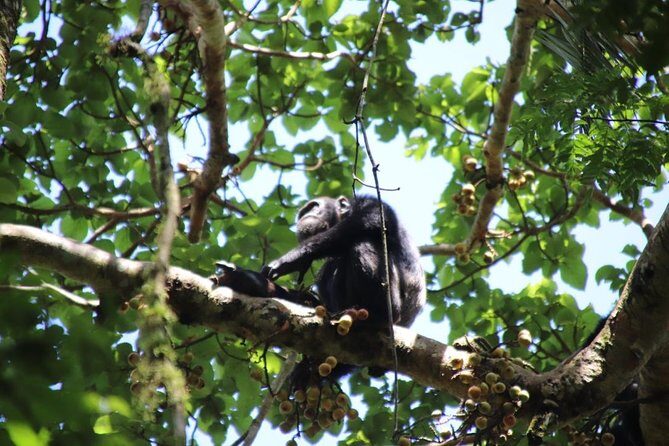 4-Day Gorillas, Wildlife and Chimpanzee Trek at Kalinzu Forest - Who Should Consider This Tour?
