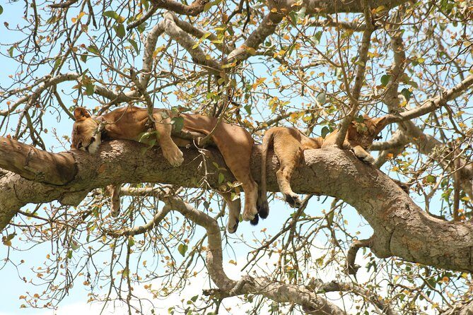 4 Day Gorillas, Wildlife and Chimpanzee Trek at Kibale - Day 1: From Kampala to Kibale National Park