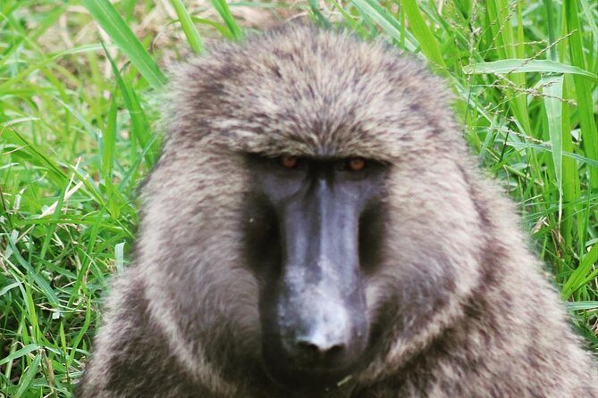 4 Day Gorillas, Wildlife and Chimpanzee Trek at Kibale - Day 3: Game Drive at Queen Elizabeth and Transfer to Bwindi