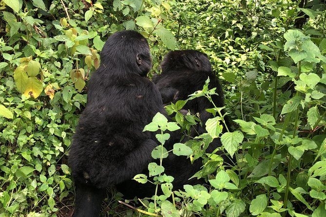 4 Day Gorillas, Wildlife and Chimpanzee Trek at Kibale - The Value Factor