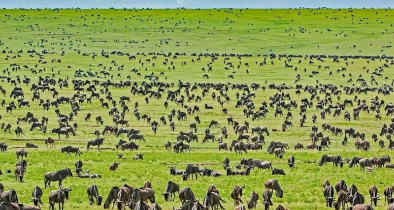 4-Day Great Migration/ Calving Season Serengeti Explorer - The Itinerary Breakdown