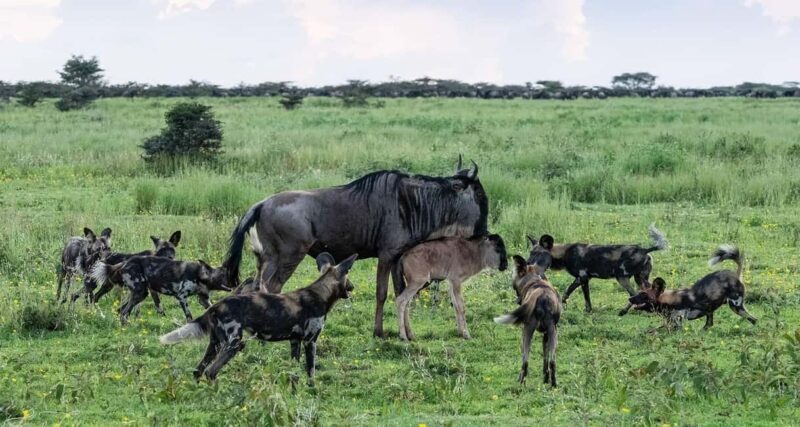 4-Day Great Migration/ Calving Season Serengeti Explorer - What Makes This Tour Stand Out