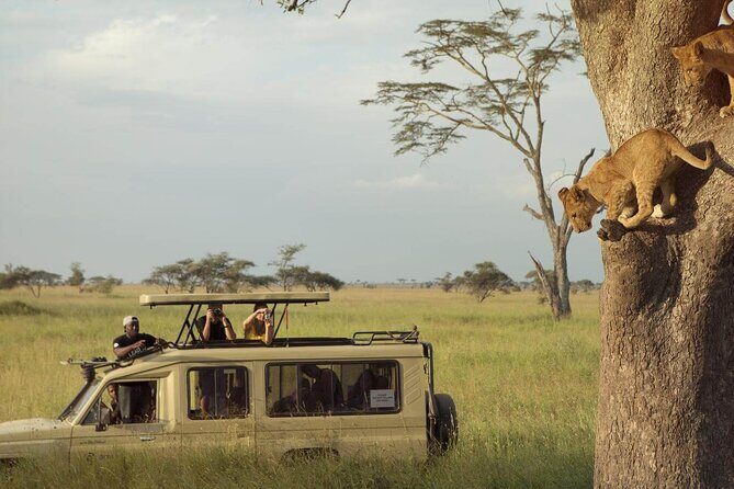 4 Day Great Migration Safari Serengeti & Ngorongoro Crater - The Sum Up: Who Is This Safari Best For?