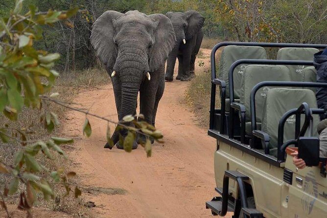 4 Day Greater Kruger Kapama Game Lodge Safari with Panorama Route Journey - What Makes This Tour Stand Out