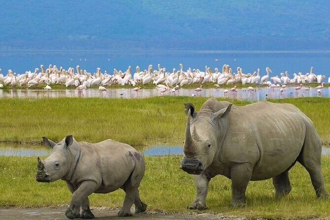 4 day Group Safari To Maasai Mara and L. Nakuru Park by 4x4 jeep - Customer Feedback & Authentic Experiences