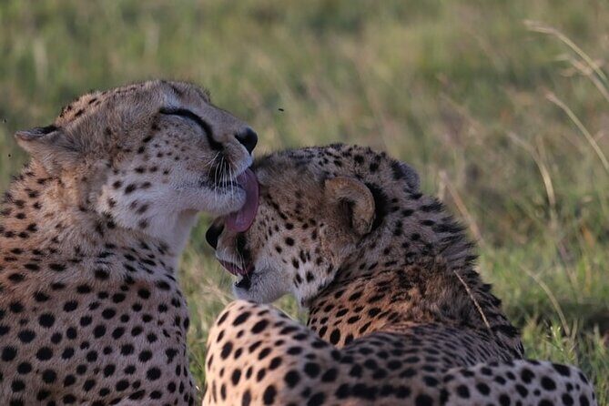 4 day Group Safari To Maasai Mara and L. Nakuru Park by 4x4 jeep - Who Is This Tour Best Suited For?