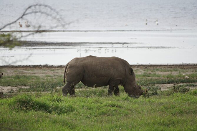 4-Day Group Safari to Maasai Mara & Lake Nakuru- 4 x 4 jeep - Key Points