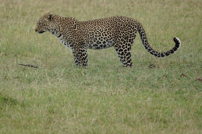 4-Day Group Safari to Maasai Mara & Lake Nakuru- 4 x 4 jeep - The Journey Begins: From Nairobi to Maasai Mara