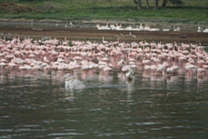 4-Day Group Safari to Maasai Mara & Lake Nakuru- 4 x 4 jeep - Final Morning at Lake Nakuru
