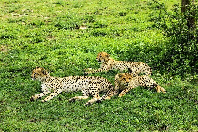 4-Day Group Safari to Tarangire, Serengeti & Ngorongoro Crater - FAQ