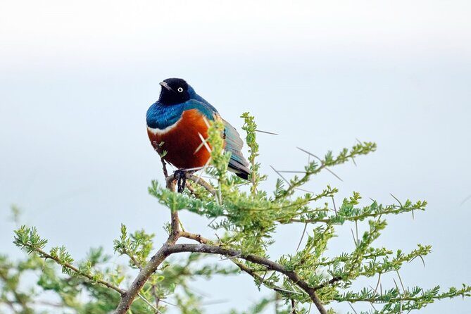 4 Day Group Tour to Maasai Mara and Lake Nakuru by a 4WD Cruiser - Detailed Breakdown of the Tour Experience