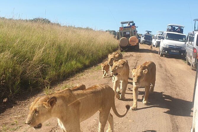 4 Day Group Tour to Maasai Mara and Lake Nakuru by a 4WD Cruiser - The Sum Up