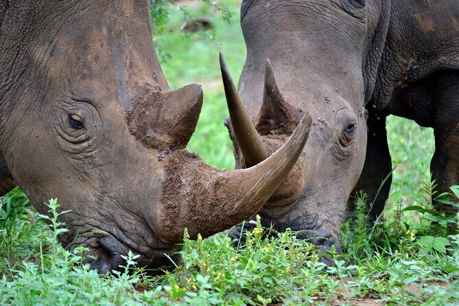 4-Day Hluhluwe Imfolozi and St Lucia Safari from Durban - Key Points