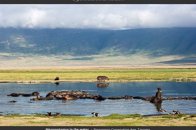 4 Day Joined Group Safari Ngorongoro, Manyara,Tarangire and Arusha National Park - An In-Depth Look at the 4-Day Safari Experience