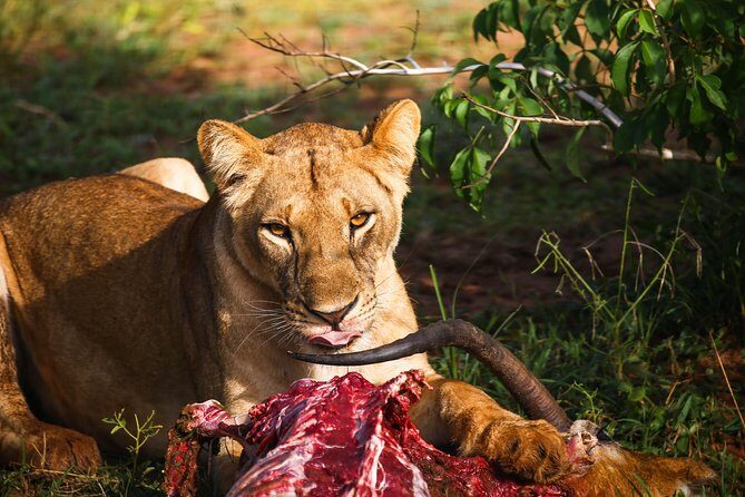 4-Day Kidepo Valley National Park Flight Safari (Luxury) - An In-Depth Look at the 4-Day Kidepo Valley Safari